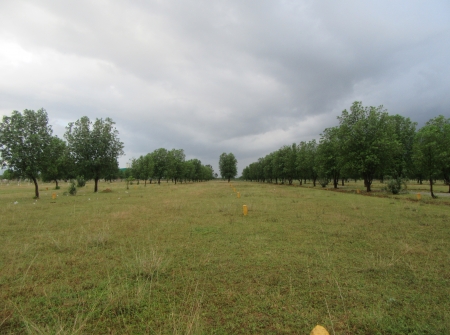 DTCP Approved Plots for Sale at Pangur to Sri Kalahasthi 100’ft Road